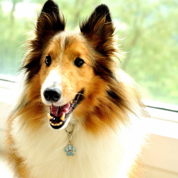 Puppia Crystal Paw Pet Pendant - Picture 1 of 7